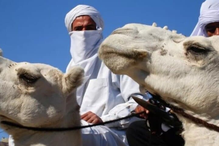 Private Camel Ride in Douz: Hour-Long Dune Trek South of the Sahara