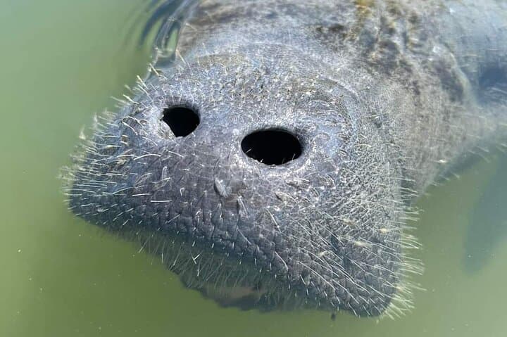 Self-Guided Kayaking Manatee and Dolphin Tour in Cape Canaveral — Paddle with Manatees & Dolphins photo 5