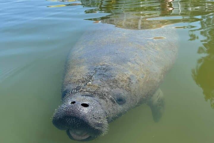 Self-Guided Kayaking Manatee and Dolphin Tour in Cape Canaveral — Paddle with Manatees & Dolphins photo 6
