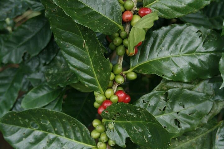 Taste Arenal: La Fortuna Coffee, Chocolate & Sugar Cane Farm Experience photo 3