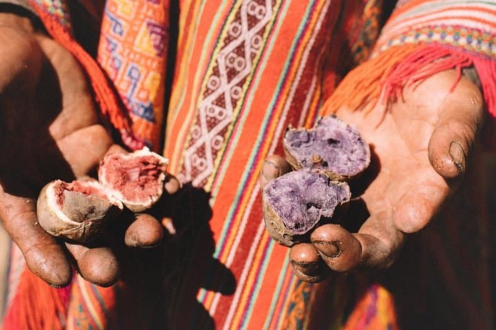 Meet Cusco's Potato King: A Farm Visit to Julio Hancco in Pampa Corral photo 1
