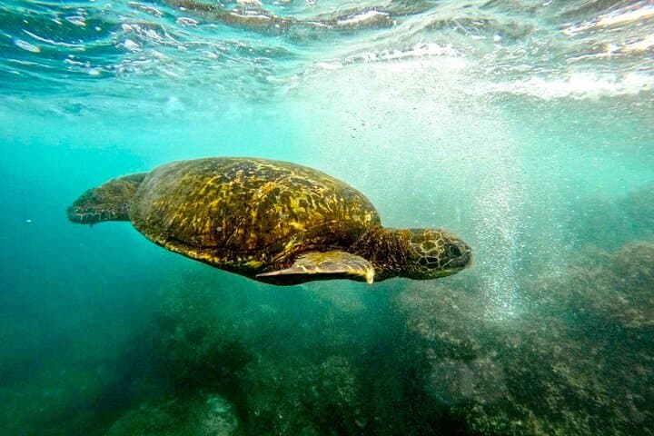 Snorkel with Sea Turtles in San Juan: Guided Tour with GoPro Video photo 3