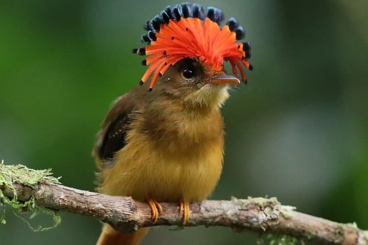 Atlantic Forest Birdwatching Hike from São Paulo — Day Tour to Tapiraí