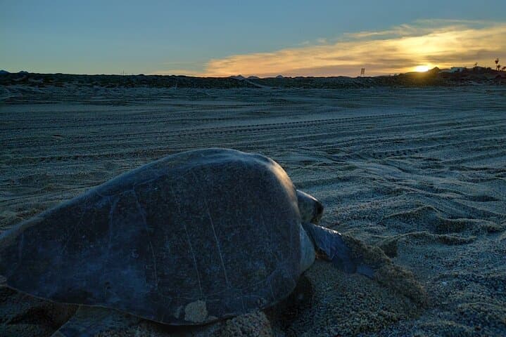 Night Turtle Patrol & Conservation Glamping in Los Cabos