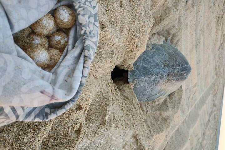 Night Turtle Patrol & Conservation Glamping in Los Cabos photo 2