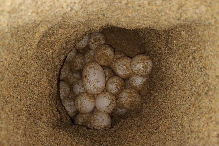 Night Turtle Patrol & Conservation Glamping in Los Cabos photo 3