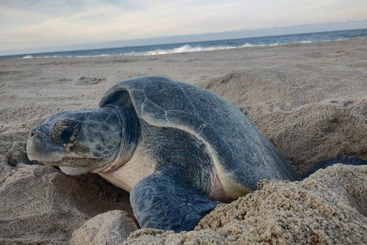 Night Turtle Patrol & Conservation Glamping in Los Cabos photo 4