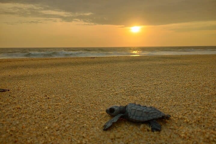 Night Turtle Patrol & Conservation Glamping in Los Cabos photo 5