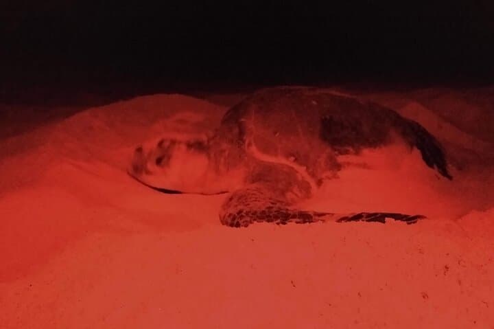 Night Turtle Patrol & Conservation Glamping in Los Cabos photo 6