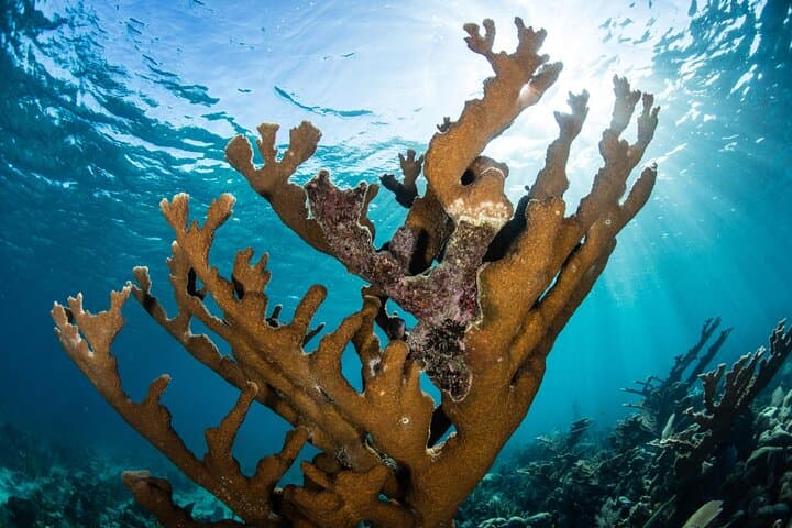 Cancun 5-in-1 Snorkeling Adventure: MUSA Sculptures, Shipwreck & Cenote Dives photo 3