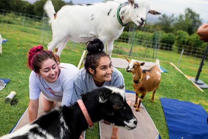 Sunset Goat Yoga with Live Music in Kula, Maui