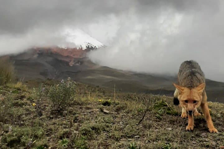 Cotopaxi Volcano Private Day Tour from Quito: Limpiopungo to José Rivas Refuge photo 3