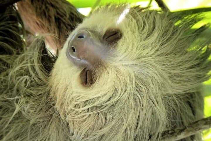 Manuel Antonio Guided Wildlife Walk and Beach Visit — Admission Included
