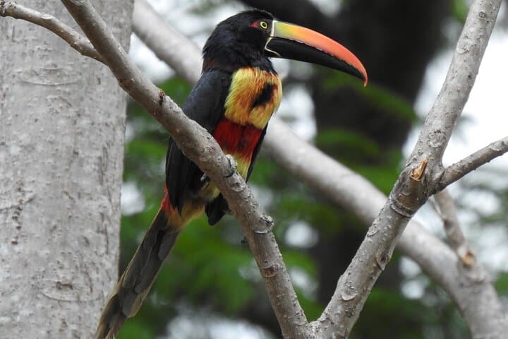 Carara National Park Guided Wildlife Walk: Scarlet Macaws & Rainforest Trails photo 2