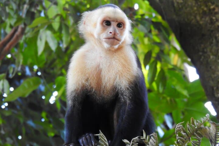 Carara National Park Guided Wildlife Walk: Scarlet Macaws & Rainforest Trails photo 6