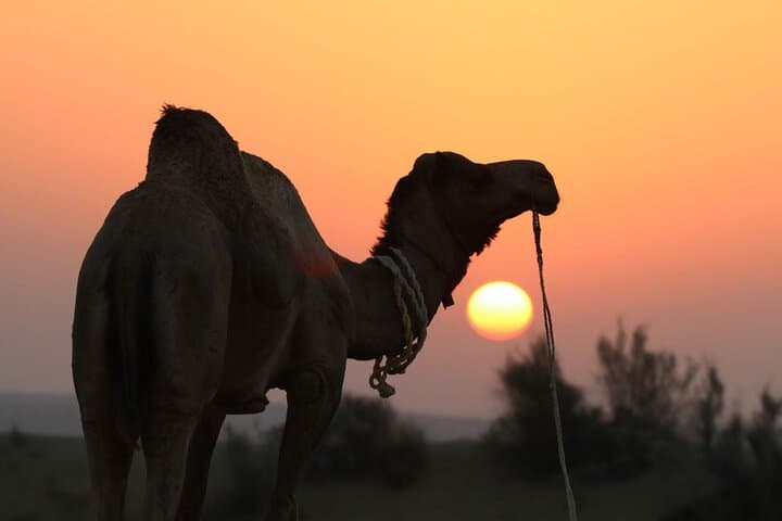 Sunset Desert Safari in Jaisalmer: Jeep, Camel Ride & Starry Dinner photo 2