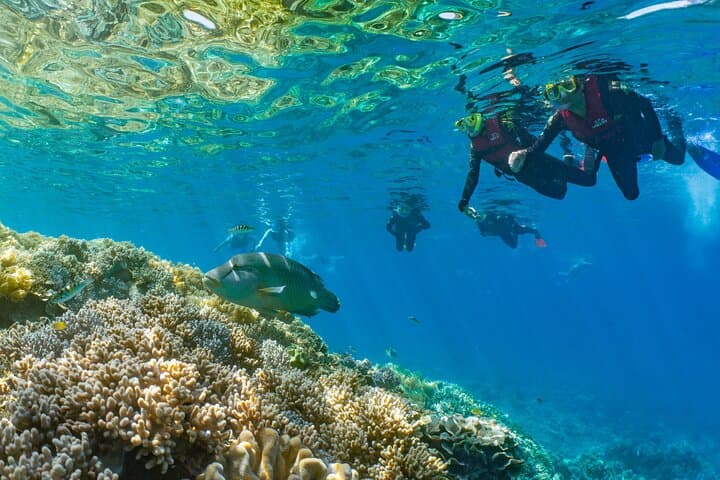 Sunlover Moore Reef Pontoon: Cairns Great Barrier Reef Cruise & Snorkel Experience photo 3