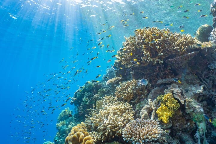 Sunlover Moore Reef Pontoon: Cairns Great Barrier Reef Cruise & Snorkel Experience photo 5