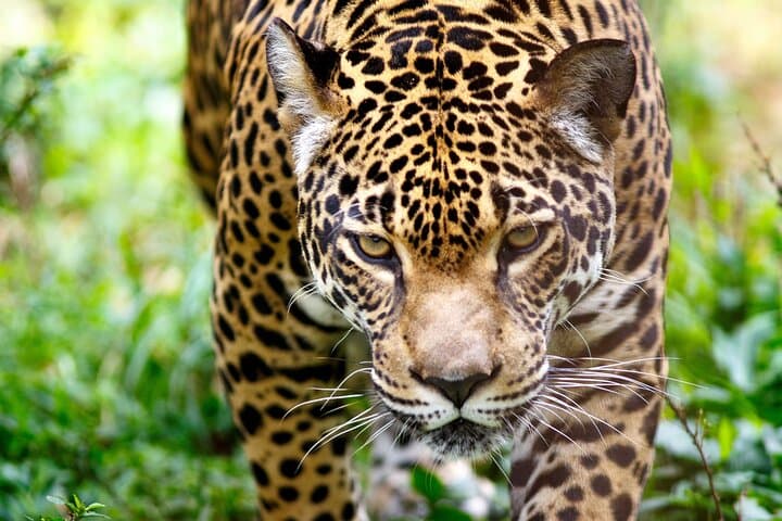 4-Day Manu National Park Jungle Expedition from Cusco