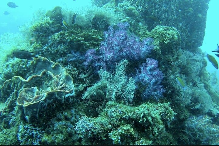 Guided Phu Quoc Day Dive: Coral Reefs, Island Stops & Boat Lunch photo 6