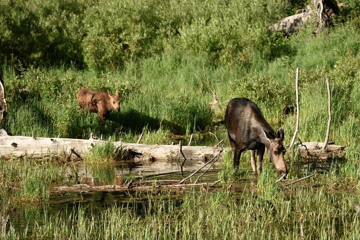 Self-Guided Audio Driving Tour of Jasper National Park — SkyTram, Maligne & Miette photo 6