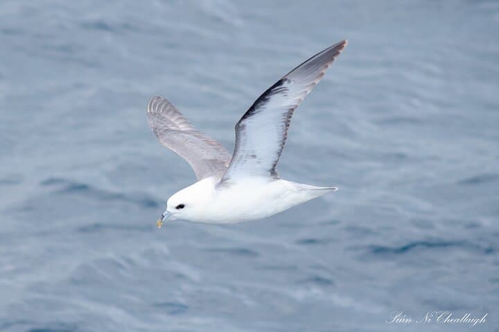 2-hour-dingle-bay-mini-eco-boat-tour-cliffs-sea-caves-wildlife photo 6