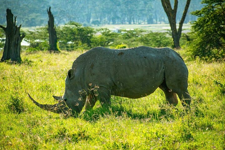 Lake Nakuru National Park Day Safari with Naivasha Boat Ride