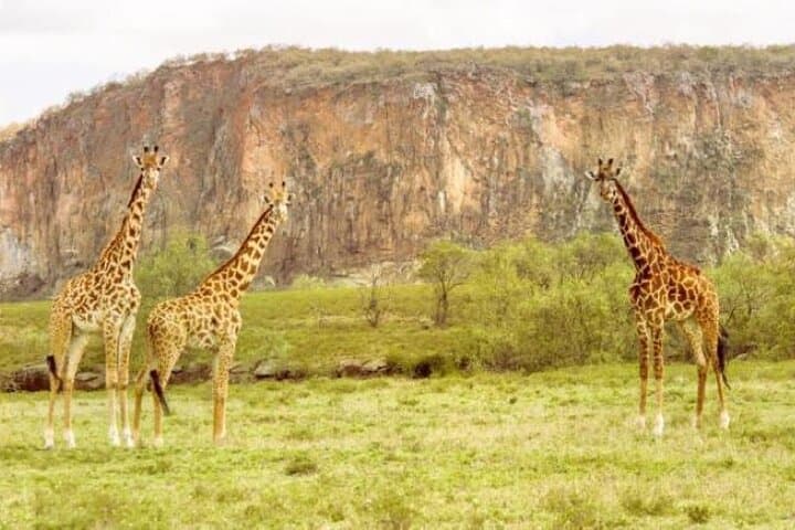 Hell's Gate & Sanctuary Farm: Bike the Rift and Ride to Lake Naivasha
