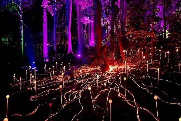 Legends of Langkawi: Dream Forest Night Walk — Immersive Rainforest Night Trail photo 2