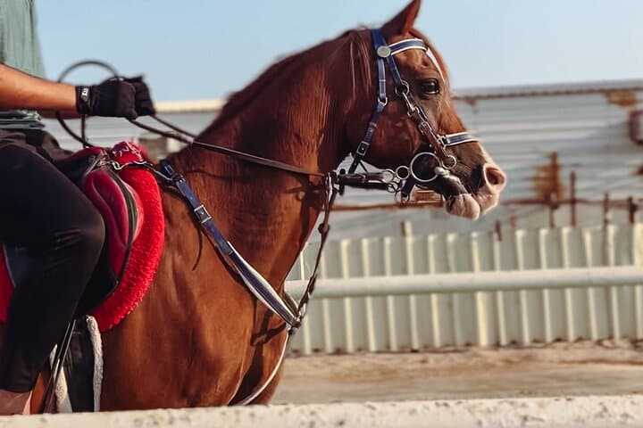 Doha Desert Combo: Private Quad Bike, Horse Ride & Camel Experience photo 2