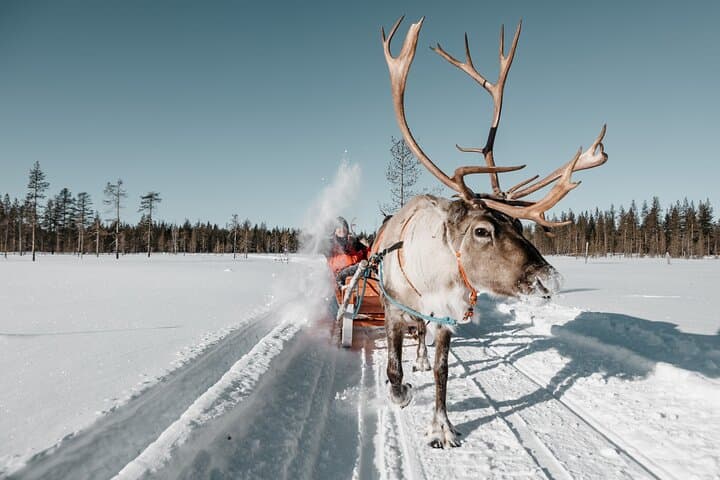Reindeer Sled Safari in Rovaniemi: Arctic Farm Ride & Fireside Stories photo 1