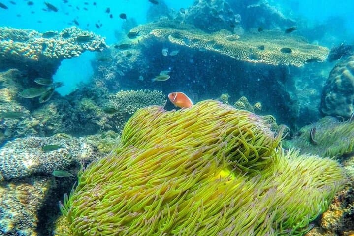 Thalu Island Snorkeling from Ko Samet: Explore Coral Reefs, Arch Rock & Beach Viewpoint photo 6