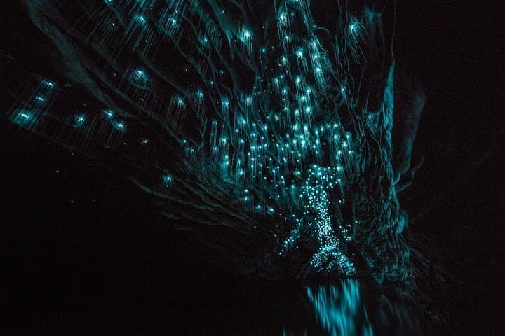 Waitomo Glowworm Caves & Hamilton Gardens Day Tour from Auckland — Guided Day Trip photo 1