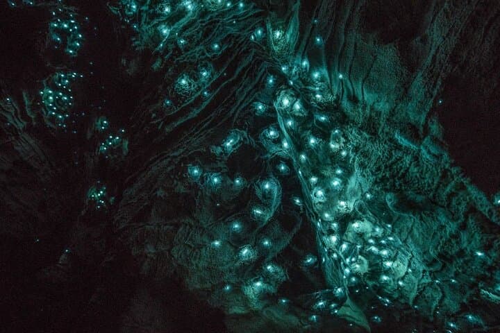Waitomo Glowworm Caves & Hamilton Gardens Day Tour from Auckland — Guided Day Trip photo 2