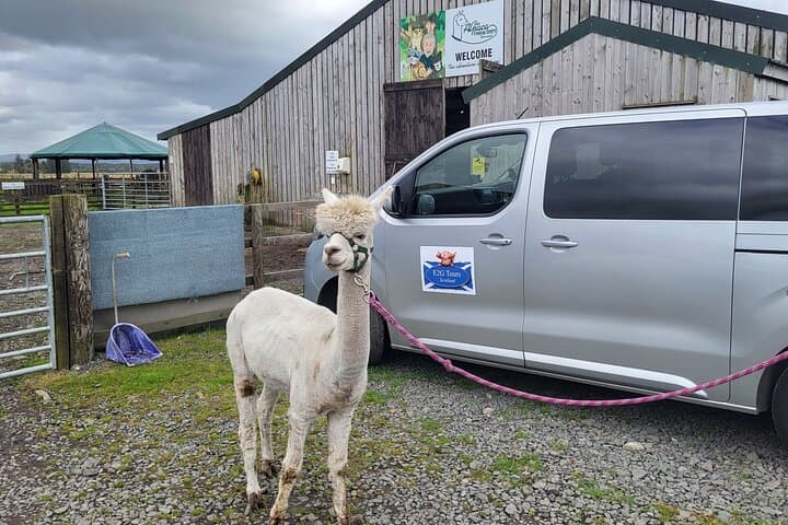 Highland Cows, Alpaca Walk & Scottish Wildlife Centre Day Tour from Edinburgh photo 2
