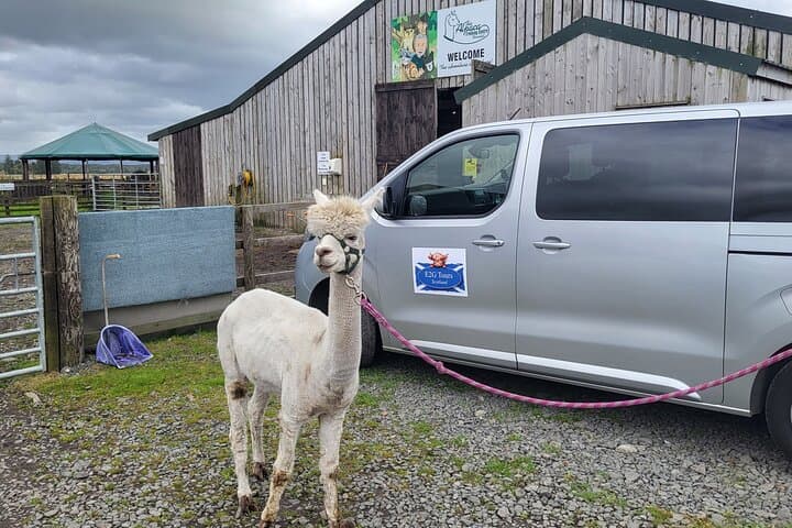 Highland Cows & Alpaca Walks: Scottish Wildlife Centre Tour to the Kelpies photo 6