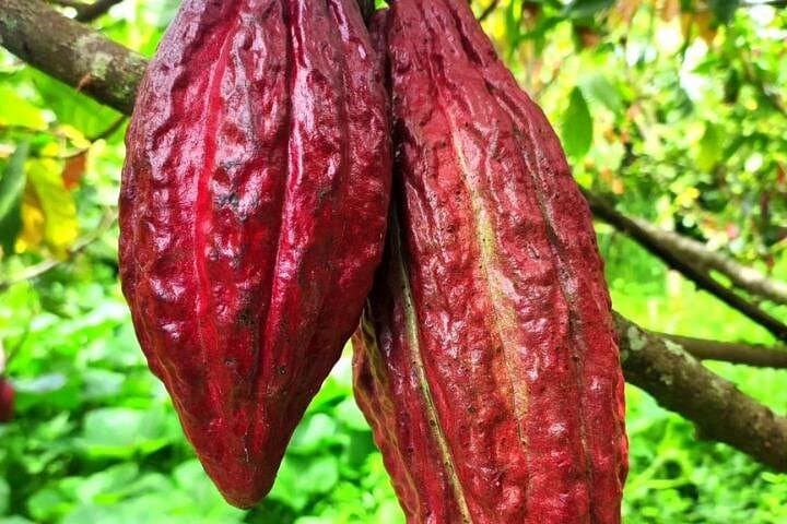 Cacao and Horses: Half-Day Cocoa Farm Tour and Horseback Riding near Pereira