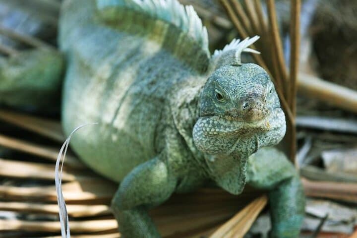 Jet Ski to Split Rock & Iguana Bay: Providenciales Coastal Adventure photo 3