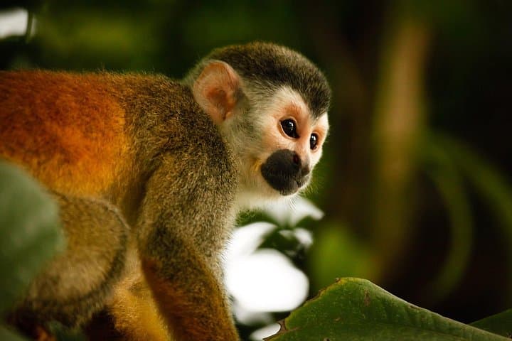 Andes to Amazon: 8-Day Ecuador Adventure from Quito to the Jungle photo 4