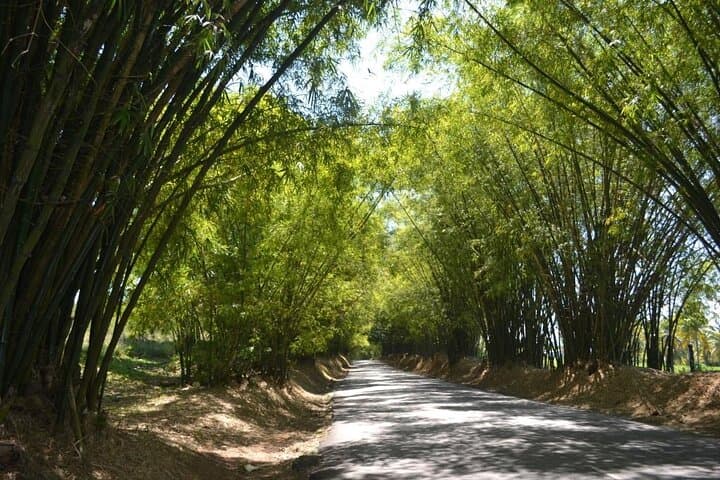 Full-Day South Coast Jamaica Tour from Kingston: YS Falls, Little Ochie & Lover's Leap photo 3