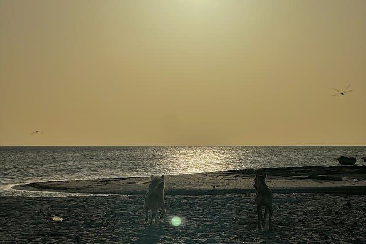 Saving Animals Tour in La Guajira: 4-Day Volunteer Conservation Experience photo 3