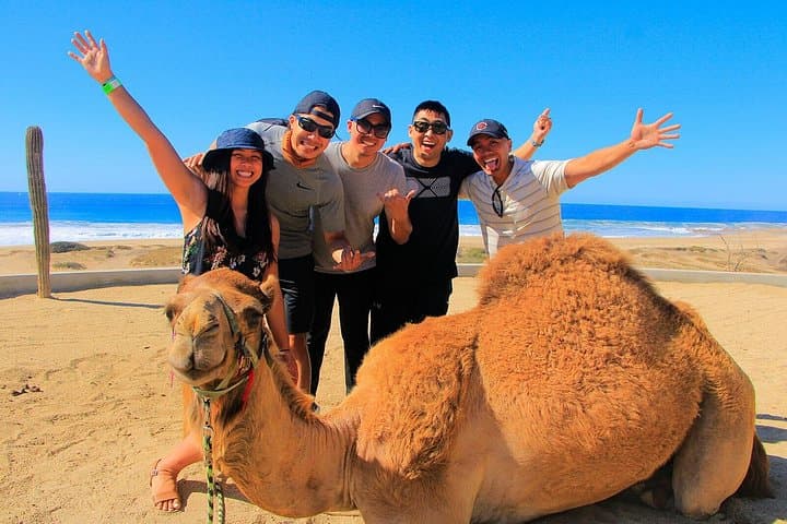 Los Cabos 3‑in‑1 Adventure: Camel Ride, Buffet Lunch & Arch Boat Tour photo 3
