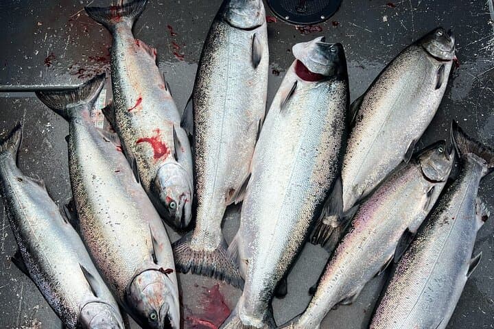 Sitka Private Salmon Charter for Cruise Ship Guests photo 6