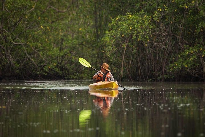 Silent Kayak: Exploring the Mangroves of Bahía Muertos, Chiriquí photo 2
