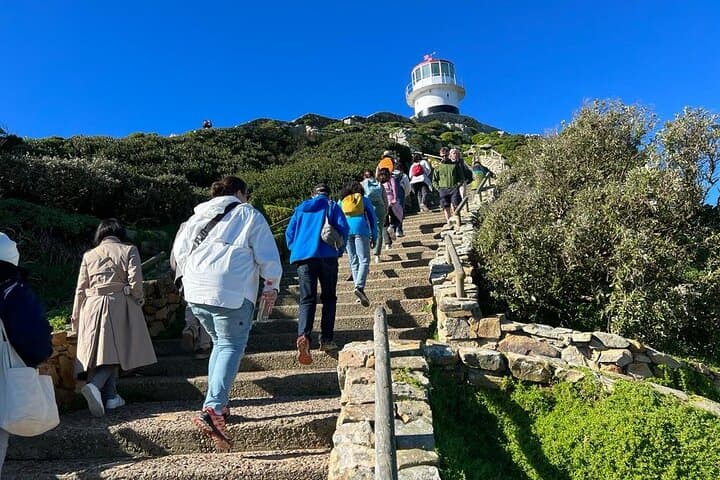 Cape Peninsula Private Full-Day Tour — Chapman's Peak, Cape Point & Boulders Beach Penguins photo 6