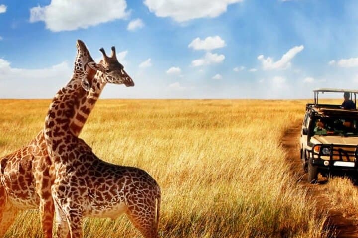 Day Safari from Durban: Tala Game Reserve, Natal Lion Park & Phezulu Cultural Experience photo 5