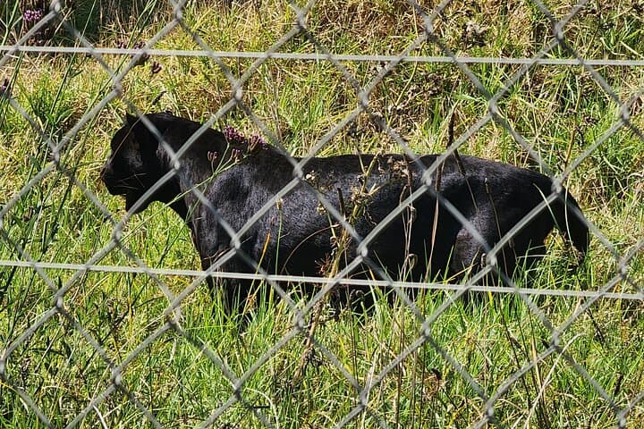 Table Mountain, Stellenbosch Wineries & Big‑Cats Park — Full‑Day Tour from Cape Town photo 5