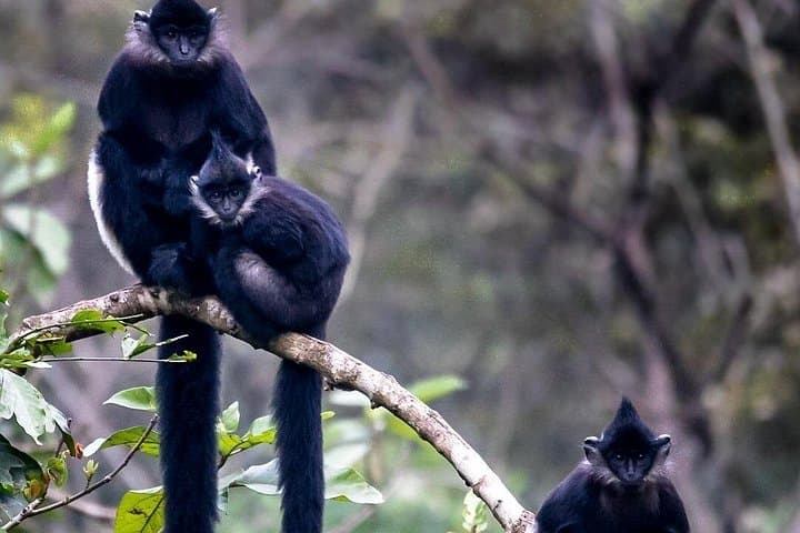 Cuc Phuong National Park Day Trek from Ninh Binh — Primate Rescue, Ancient Trees & Forest Trails photo 2