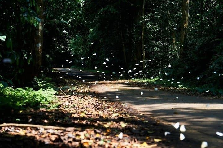 Cuc Phuong National Park Day Trek from Ninh Binh — Primate Rescue, Ancient Trees & Forest Trails photo 4