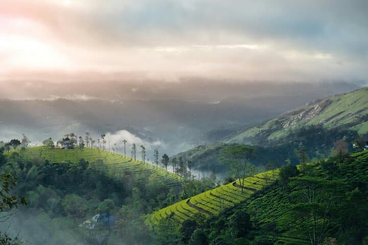 Blissful Kerala: Six-Day Backwaters, Tea Country & Wildlife Tour photo 2